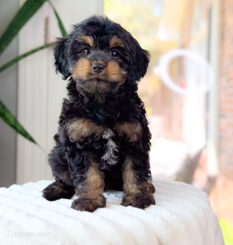 Henry – Cavapoo puppy for sale in Newberry, SC