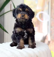 Henry, a male Cavapoo for sale in Newberry, SC – 1 of 3