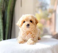 Merecedes, a female Maltipoo for sale in Newberry, SC – Photo 1 of 3