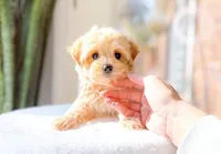 Merecedes, a female Maltipoo for sale in Newberry, SC – Photo 3 of 3