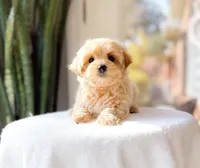 Merecedes, a female Maltipoo for sale in Newberry, SC – Photo 2 of 3