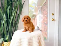 Java, a female Cavapoo for sale in Newberry, SC – 5 of 5