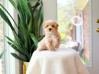 Viggo, a male Maltipoo for sale in Newberry, SC – 2 of 4