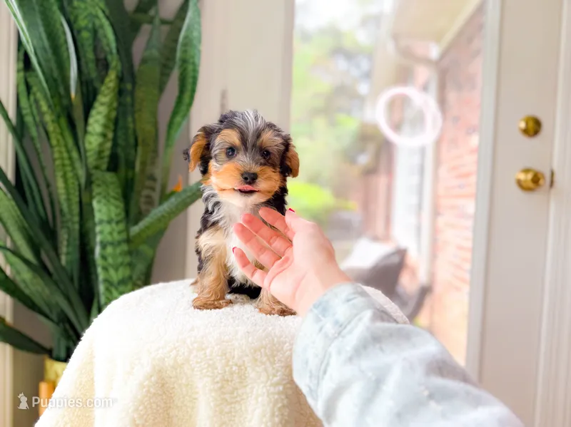 Niche – Yorkshire Terrier puppy for sale in Newberry, SC