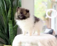 Whisper, a male Pomeranian for sale in Newberry, SC – 2 of 3