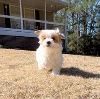 Xyla, a female Maltipoo for sale in Newberry, SC – Photo 2 of 3