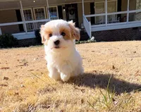 Xyla, a female Maltipoo for sale in Newberry, SC – Photo 1 of 3