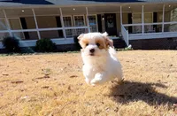 Xyla, a female Maltipoo for sale in Newberry, SC – Photo 3 of 3