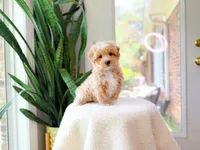 Viggo, a male Maltipoo for sale in Newberry, SC – 4 of 4