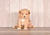 processed/82acb6b3-8ca3-4859-bae8-73171aaadc5b/listing/e10ac3bd-d195-4de7-abce-d86a23abe30b/4dea76b2-0187-4625-a007-528f1849a7fb