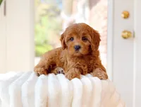 Apple, a female Cavapoo for sale in Newberry, SC – 2 of 3