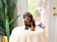 Chase, a male Yorkipoo for sale in Newberry, SC – 2 of 3