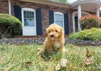 Dixie Belle, a female Maltipoo for sale in Newberry, SC – 3 of 3