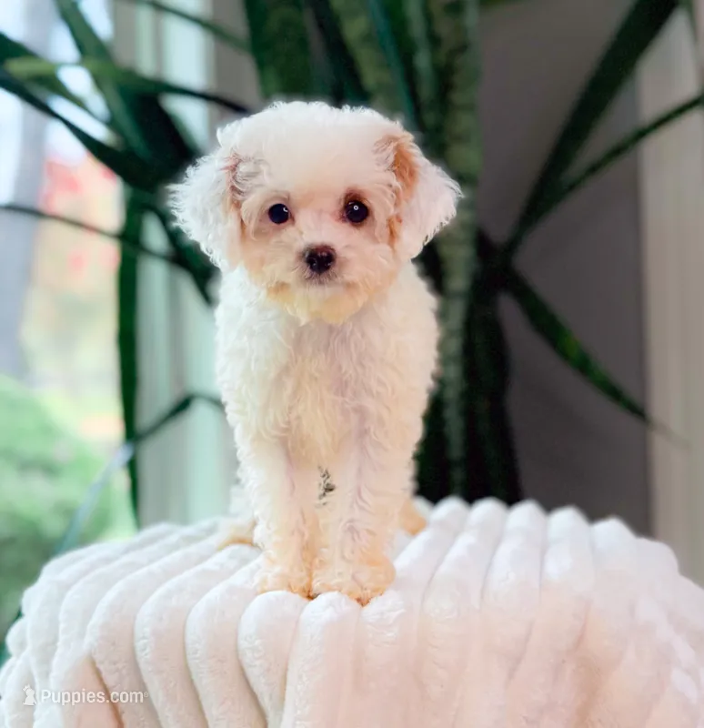 Fendi – Cavapoo puppy for sale in Newberry, SC