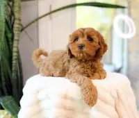 Capri, a female Cavapoo for sale in Newberry, SC – 1 of 3