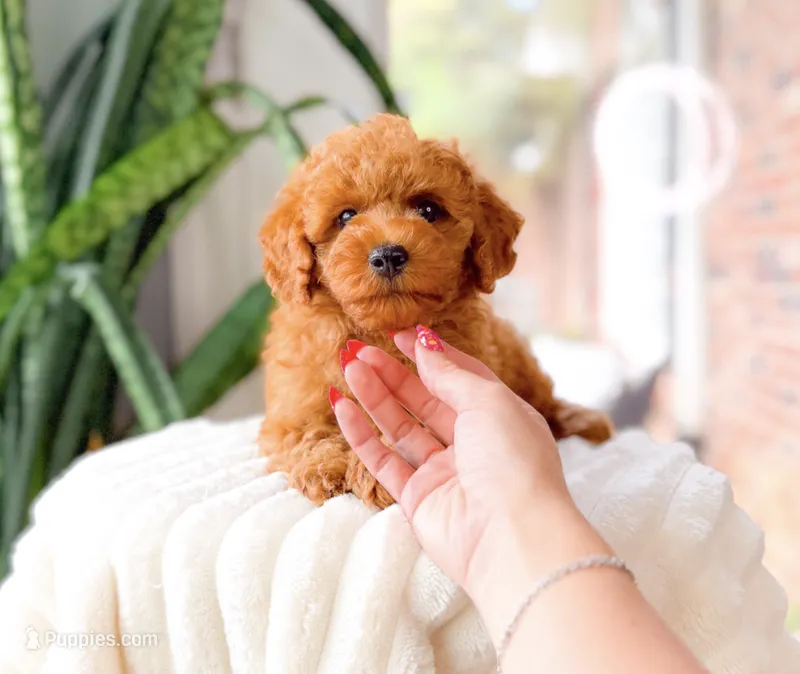 River – Cavapoo puppy for sale in Newberry, SC