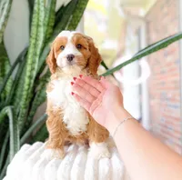 Steve, a male Cavapoo for sale in Newberry, SC – 1 of 3