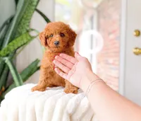 Raven, a female Cavapoo for sale in Newberry, SC – 3 of 3