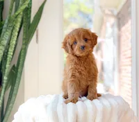 Acer, a male Cavapoo for sale in Newberry, SC – 3 of 3