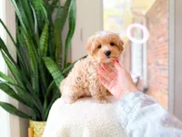 Viggo, a male Maltipoo for sale in Newberry, SC – 3 of 4