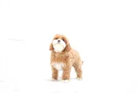 Aria, a female Cavapoo for sale in Newberry, SC – Photo 7 of 10
