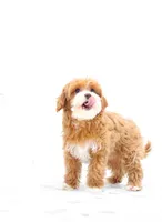 Aria, a female Cavapoo for sale in Newberry, SC – Photo 4 of 10