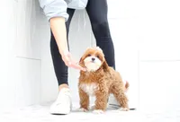 Aria, a female Cavapoo for sale in Newberry, SC – Photo 3 of 10