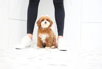 Aria, a female Cavapoo for sale in Newberry, SC – Photo 9 of 10