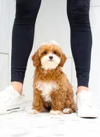 Aria, a female Cavapoo for sale in Newberry, SC – Photo 1 of 10