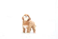 Aria, a female Cavapoo for sale in Newberry, SC – Photo 2 of 10