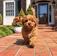 Lana, a female Cavapoo for sale in Newberry, SC – 1 of 3