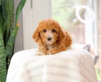 Carnation, a female Cavapoo for sale in Newberry, SC – 3 of 3