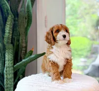 Steve, a male Cavapoo for sale in Newberry, SC – 2 of 3