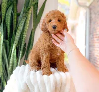 Griffin, a male Cavapoo for sale in Newberry, SC – 3 of 3