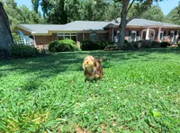 Jason, a male Yorkipoo for sale in Newberry, SC – 3 of 5