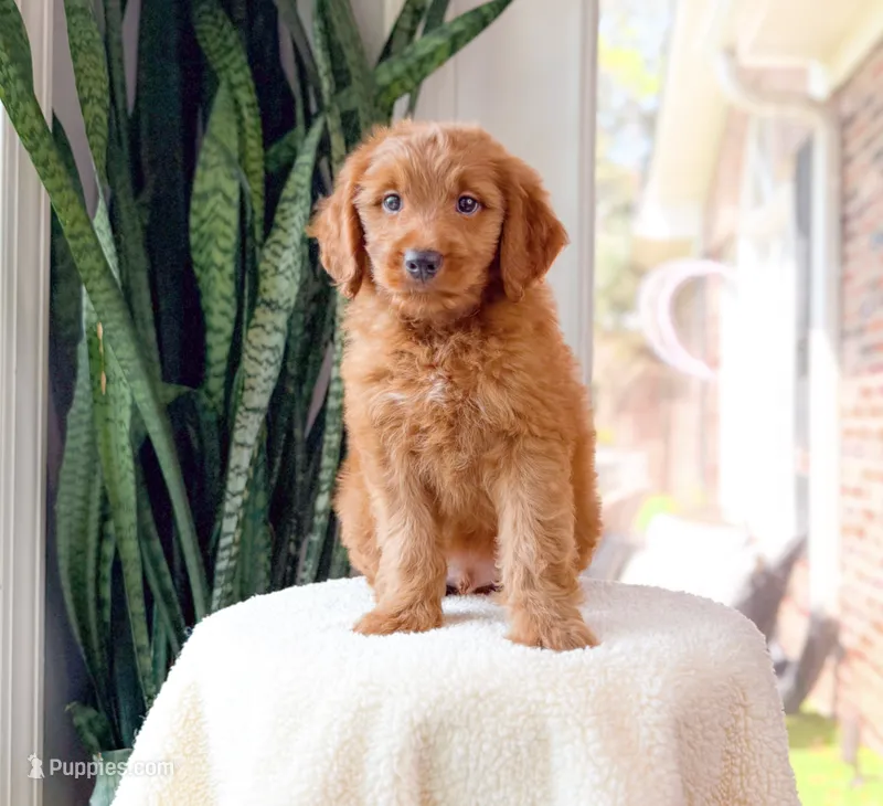 Barrett – Miniature Goldendoodle puppy for sale in Newberry, SC