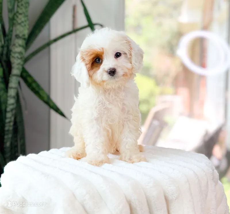 Faye – Cavapoo puppy for sale in Newberry, SC