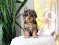 Hank, a male Cavapoo for sale in Newberry, SC – 3 of 3