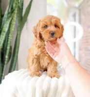Thatcher, a male Cavapoo for sale in Newberry, SC – 3 of 3