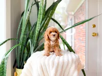 Tito, a male Poodle - Miniature  for sale in Newberry, SC – 2 of 5