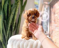 Cupcake, a female Cavapoo for sale in Newberry, SC – 1 of 3