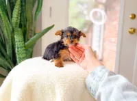 Nova, a female Yorkshire Terrier for sale in Newberry, SC – 4 of 4