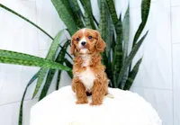 Harper, a female Cavapoo for sale in Newberry, SC – 2 of 3
