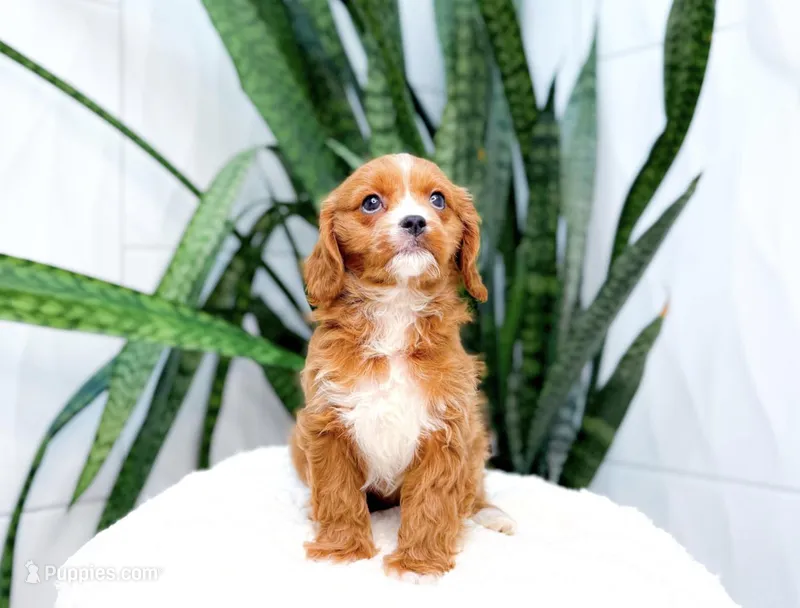 Harper – Cavapoo puppy for sale in Newberry, SC