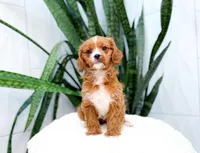Harper, a female Cavapoo for sale in Newberry, SC – 3 of 3