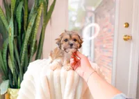 Bianca, a female Shichon for sale in Newberry, SC – 5 of 5