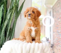 Torin, a male Cavapoo for sale in Newberry, SC – 1 of 3