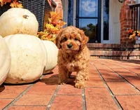 Lana, a female Cavapoo for sale in Newberry, SC – 2 of 3