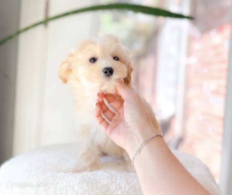 Archie – Maltipoo puppy for sale in Newberry, SC
