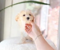 Archie, a male Maltipoo for sale in Newberry, SC – 1 of 3